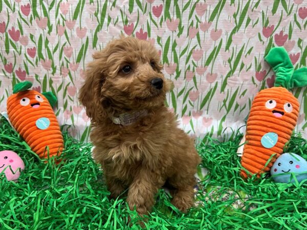 F1B Mini Goldendoodle-Dog-Female-Golden-26411-Petland Scottsdale, Arizona