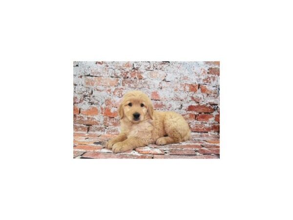 Golden Retriever-Dog-Male-Golden-26417-Petland Scottsdale, Arizona