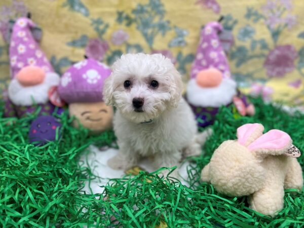 Bichon Frise-Dog-Male-White-26416-Petland Scottsdale, Arizona