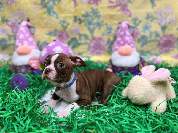 Boston Terrier-Dog-Male-Seal Brindle / White-26440-Petland Scottsdale, Arizona