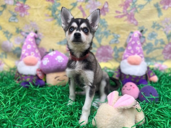 Alaskan Klee Kai-Dog-Female-Black / White-26433-Petland Scottsdale, Arizona