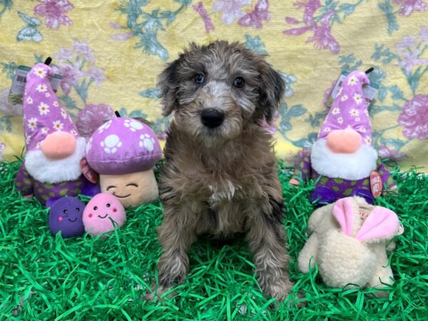 Poodle/Soft Coated Wheaten Terrier-Dog-Female-Red Merle-26428-Petland Scottsdale, Arizona