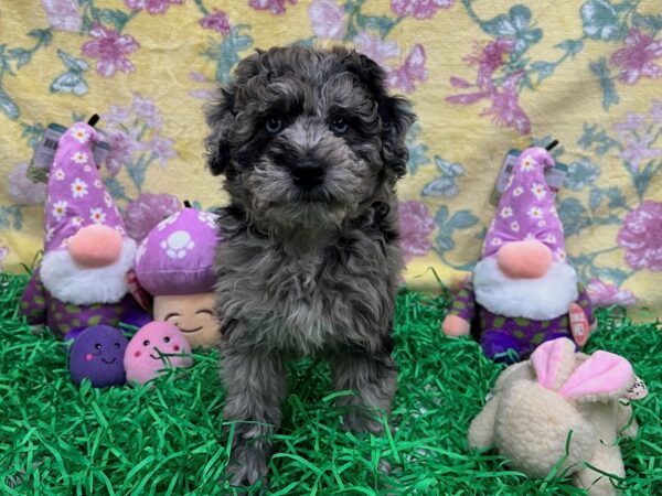 Poodle/Soft Coated Wheaten Terrier-Dog-Female-Blue Merle-26429-Petland Scottsdale, Arizona