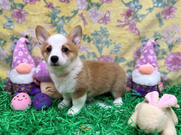 Pembroke Welsh Corgi-Dog-Female-Red-26419-Petland Scottsdale, Arizona