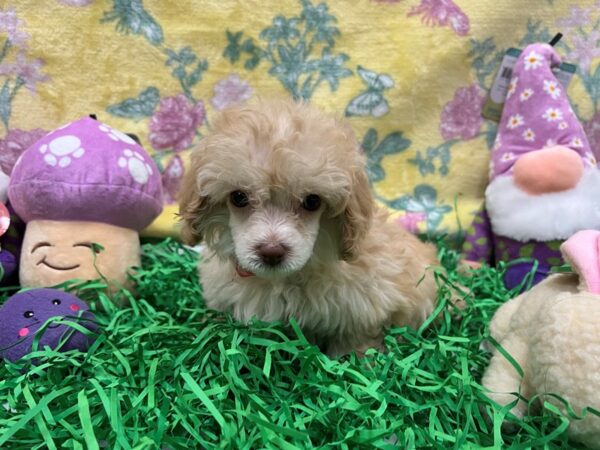 Poodle-Dog-Female-Apricot-26436-Petland Scottsdale, Arizona