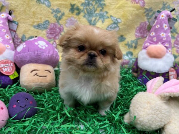 Pekingese-Dog-Female-Red-26435-Petland Scottsdale, Arizona