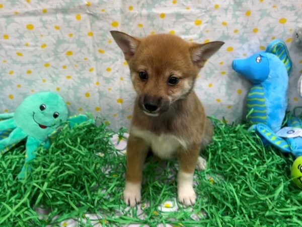 Shiba Inu-Dog-Female-Red-26447-Petland Scottsdale, Arizona