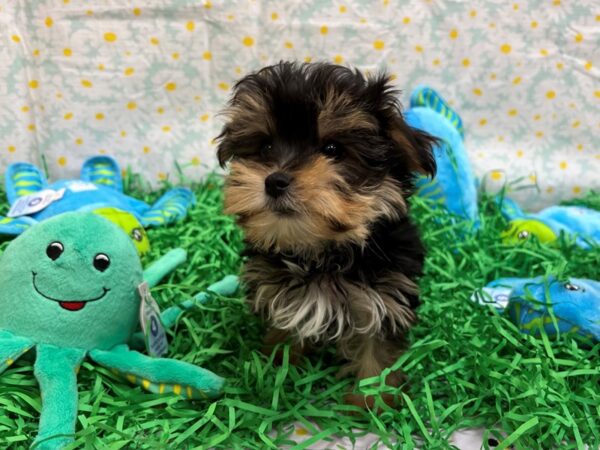 Maltese/Yorkshire Terrier-Dog-Male-Black and Tan-26445-Petland Scottsdale, Arizona