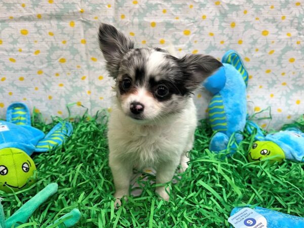 Chihuahua-Dog-Female-Blue Merle-26451-Petland Scottsdale, Arizona