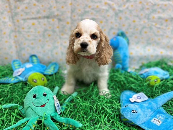 Cocker Spaniel-Dog-Female-Buff and White-26452-Petland Scottsdale, Arizona