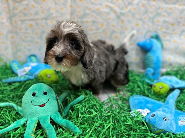 F1B Mini Labradoodle-Dog-Female-Blue Merle / Tan-26457-Petland Scottsdale, Arizona
