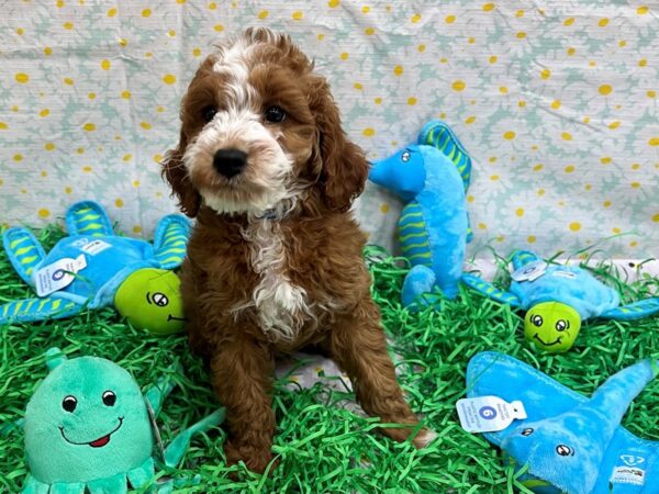 F1B Mini Goldendoodle-Dog-Male-Red-26455-Petland Scottsdale, Arizona