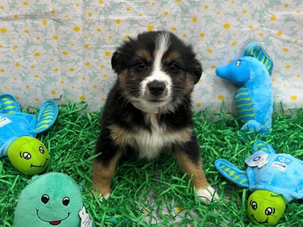 Miniature Australian Shepherd-Dog-Female-Tri-Color-26477-Petland Scottsdale, Arizona
