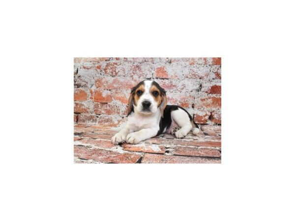 Beagle-Dog-Male-Black White and Tan-26490-Petland Scottsdale, Arizona