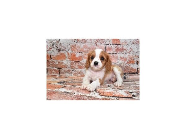 Cavalier King Charles Spaniel-Dog-Male-Blenheim-26482-Petland Scottsdale, Arizona