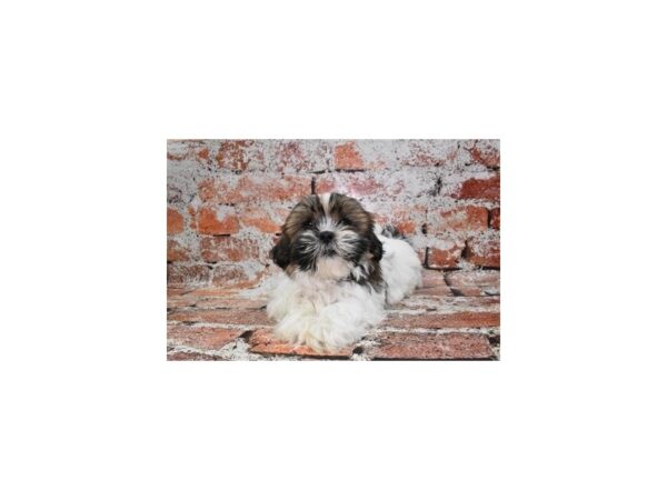 Shih Tzu-Dog-Male-Red and White-26485-Petland Scottsdale, Arizona