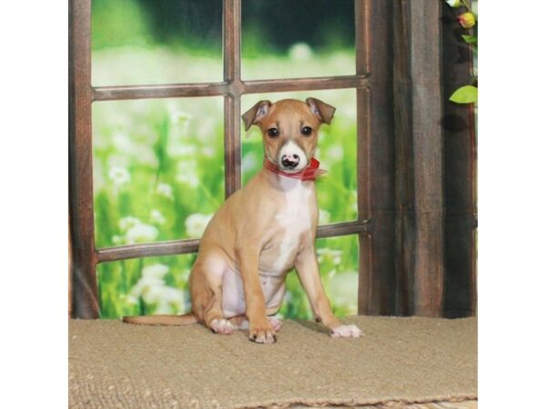 Italian Greyhound-Dog-Male-Fawn-26498-Petland Scottsdale, Arizona