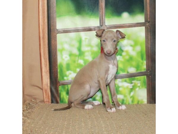 Italian Greyhound-Dog-Female-Chocolate Fawn-26497-Petland Scottsdale, Arizona