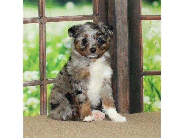 Australian Shepherd/Poodle-Dog-Female-Blue Merle / Tan-26500-Petland Scottsdale, Arizona
