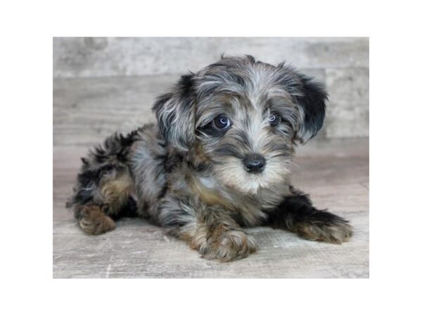 Poodle/Yorkshire Terrier-Dog-Female-Blue Merle-26496-Petland Scottsdale, Arizona