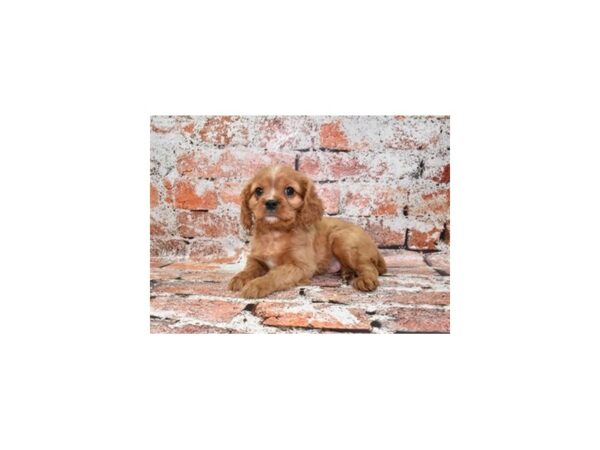 Cavalier King Charles Spaniel-Dog-Male-Ruby-26506-Petland Scottsdale, Arizona