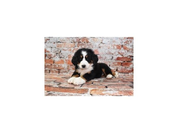 Bernese Mountain Dog-Dog-Female-Black Rust and White-26505-Petland Scottsdale, Arizona