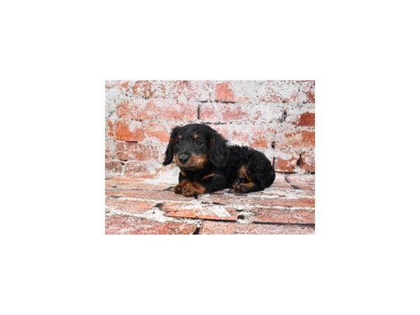 Dachshund-Dog-Female-Black and Tan-26508-Petland Scottsdale, Arizona