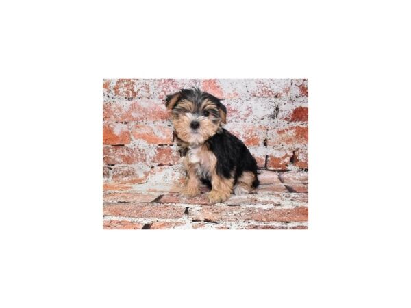 Maltese/Yorkshire Terrier-Dog-Female-Black and Tan-26514-Petland Scottsdale, Arizona