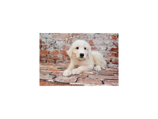 Great Pyrenees-Dog-Male-White-26509-Petland Scottsdale, Arizona