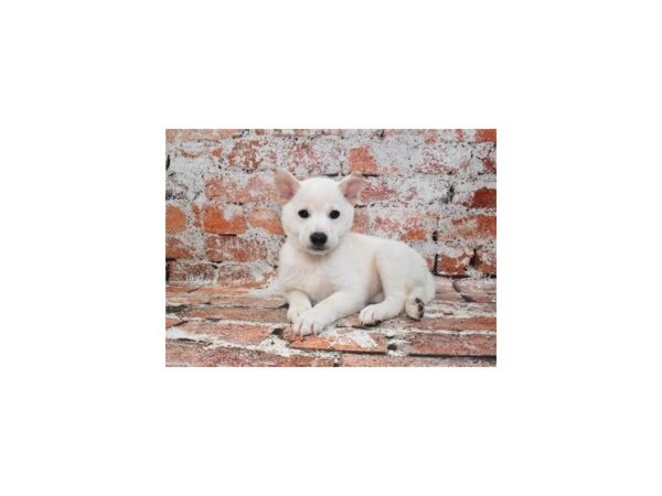 Shiba Inu-Dog-Male-Cream-26511-Petland Scottsdale, Arizona