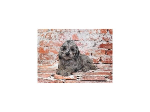 F1B Mini Aussipoo-Dog-Female-Merle-26513-Petland Scottsdale, Arizona