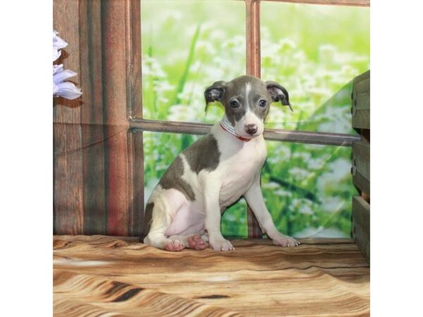 Italian Greyhound-Dog-Female-White / Fawn-26516-Petland Scottsdale, Arizona