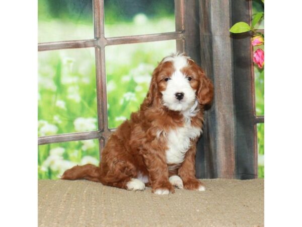F1B Mini Goldendoodle-Dog-Male-Red-26520-Petland Scottsdale, Arizona