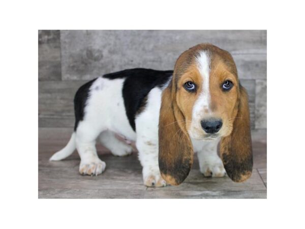 Basset Hound Dog Male Black Tan / White 26522 Petland Scottsdale, Arizona