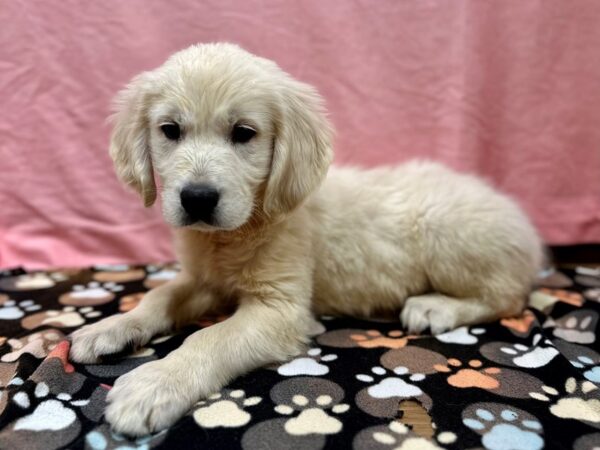 English Cream Golden Retriever-Dog-Male-Cream-26504-Petland Scottsdale, Arizona