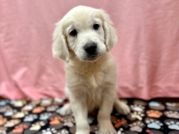 English Cream Golden Retriever-Dog-Male-Cream-26503-Petland Scottsdale, Arizona