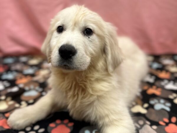 English Cream Golden Retriever-Dog-Male-Cream-26502-Petland Scottsdale, Arizona