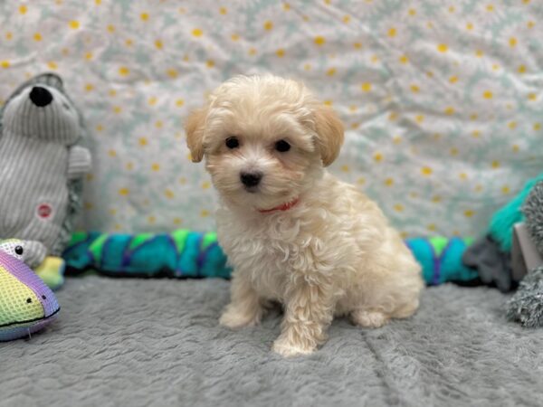 Maltese/Poodle-Dog-Female-Apricot-26539-Petland Scottsdale, Arizona