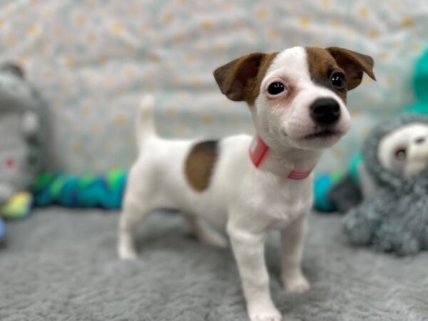Jack Russell Terrier-Dog-Female-White / Red-26538-Petland Scottsdale, Arizona