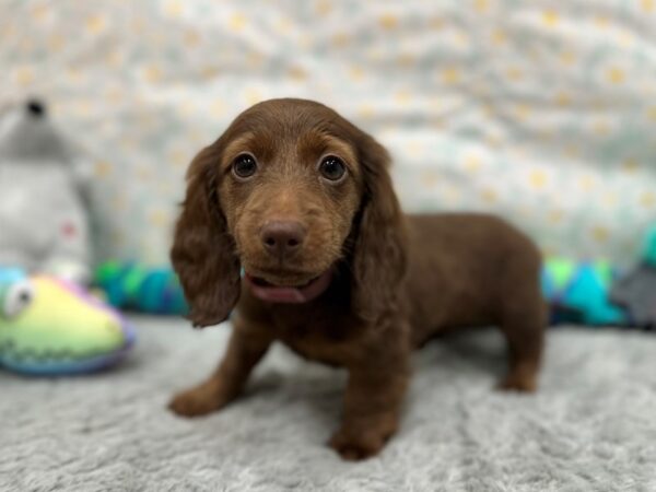 Dachshund-Dog-Female-Chocolate-26531-Petland Scottsdale, Arizona