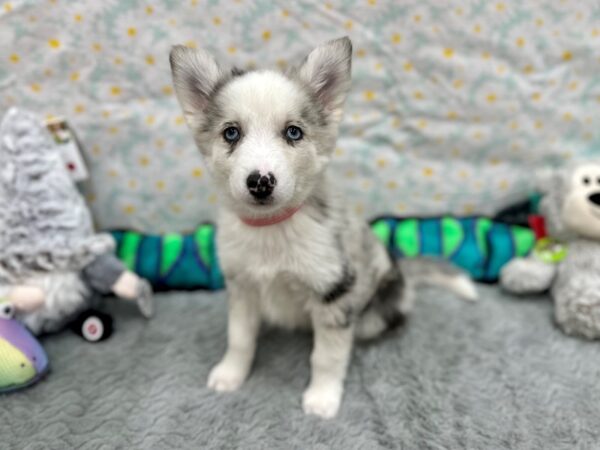 F2 Pomsky-Dog-Female-Blue Merle-26526-Petland Scottsdale, Arizona