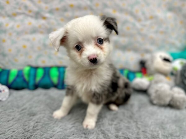 Miniature Australian Shepherd-Dog-Male--26542-Petland Scottsdale, Arizona