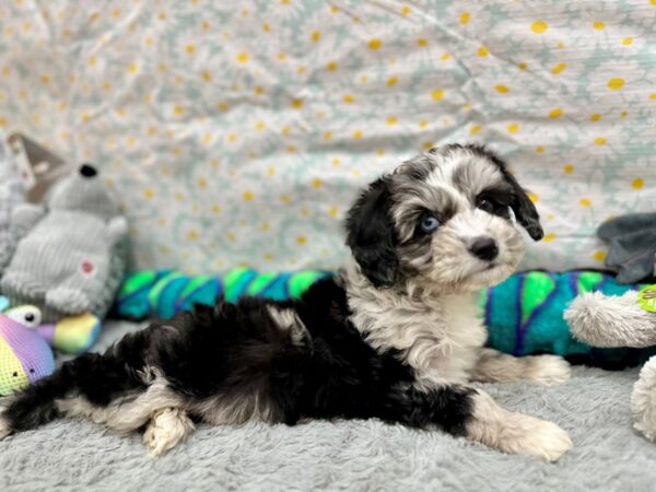 Miniature Australian Shepherd/Poodle-Dog-Female--26541-Petland Scottsdale, Arizona