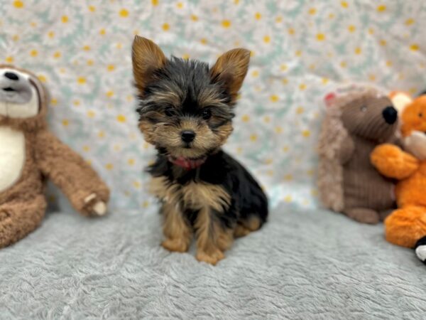Yorkshire Terrier-Dog-Female-Black / Tan-26525-Petland Scottsdale, Arizona