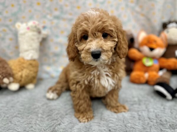 F1B Mini Goldendoodle-Dog-Female-Red-26501-Petland Scottsdale, Arizona