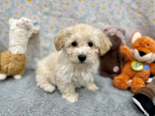 Bichon Frise/Poodle-Dog-Female-Cream-26458-Petland Scottsdale, Arizona