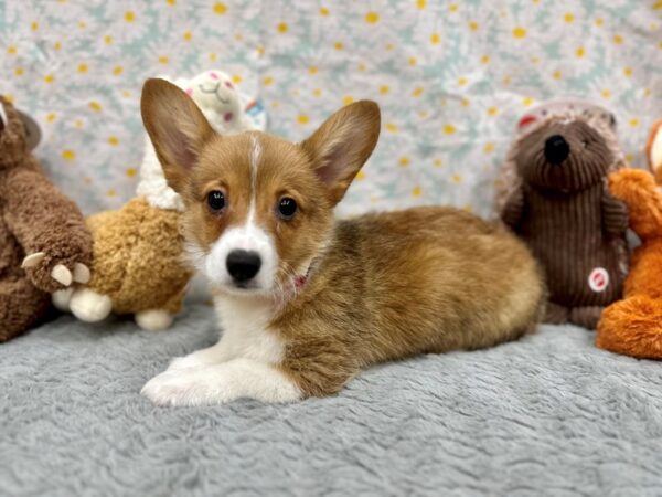 Pembroke Welsh Corgi-Dog-Female-Sable-26487-Petland Scottsdale, Arizona