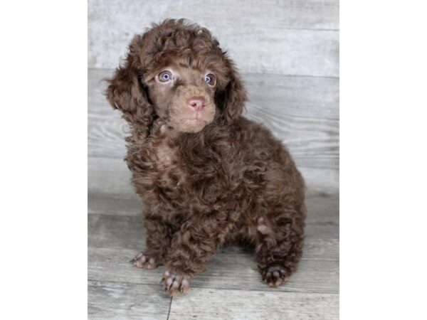 Poodle-Dog-Female-Brown-26555-Petland Scottsdale, Arizona