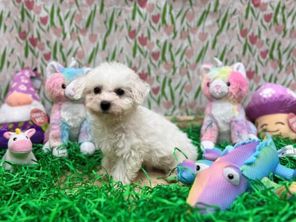 Bichon Frise-Dog-Female-White-26548-Petland Scottsdale, Arizona
