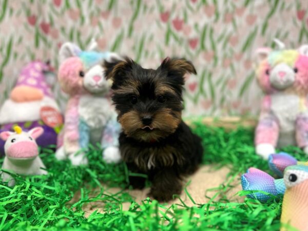 Yorkshire Terrier-Dog-Male-Black / Tan-26556-Petland Scottsdale, Arizona